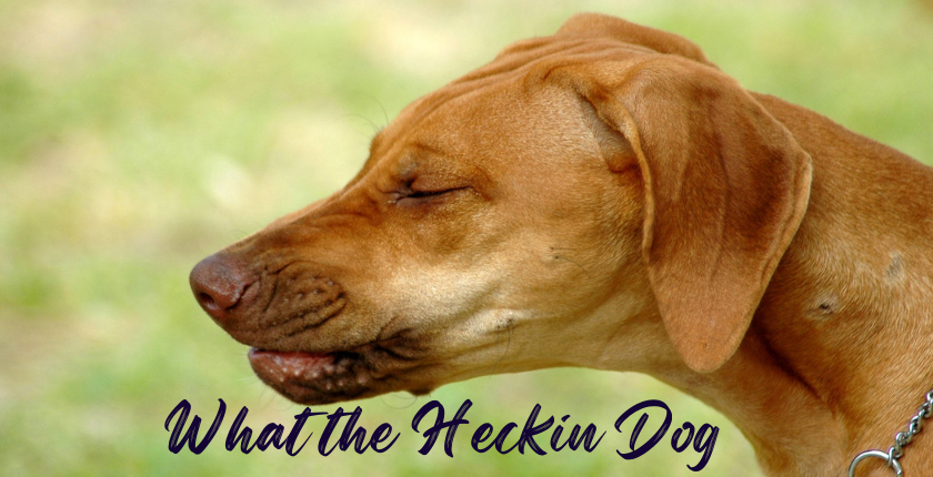 What the Heckin Dog: All You Need to Know About These Goofy Canines
