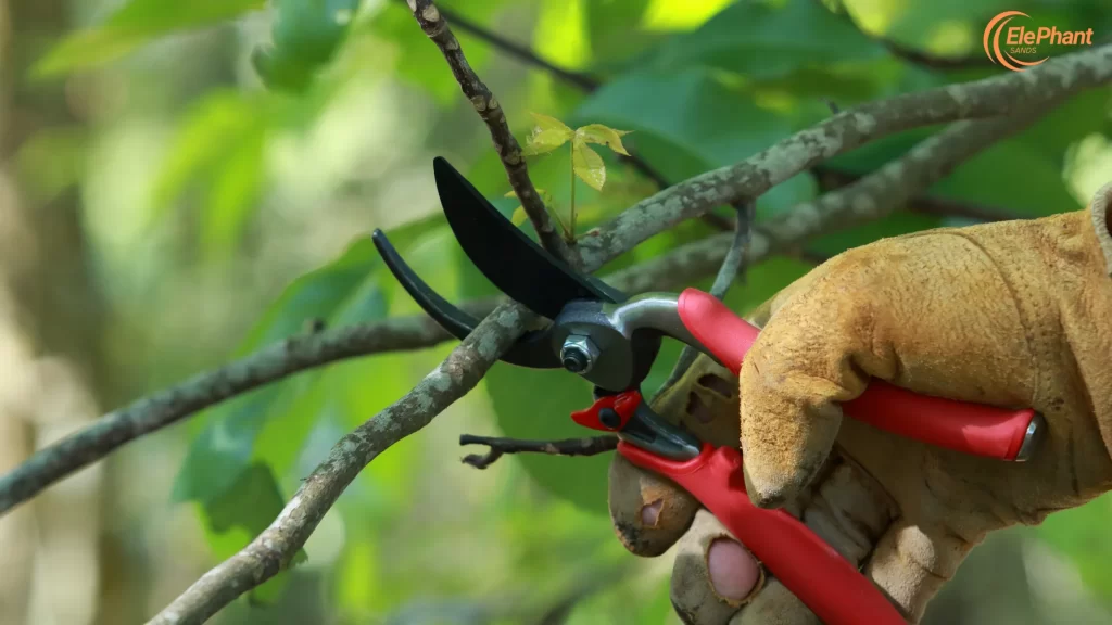 Tree Pruning