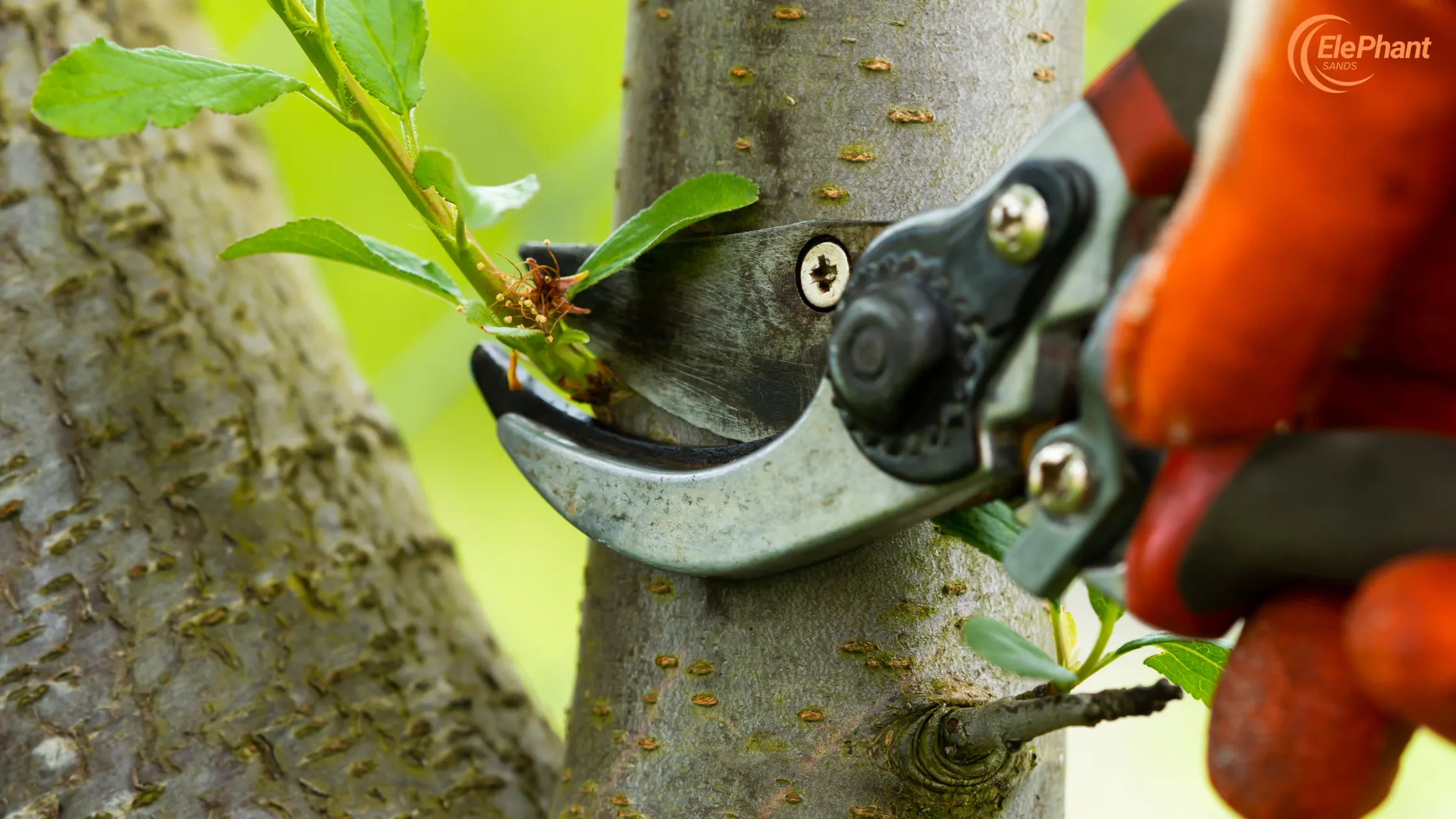 Tree Pruning