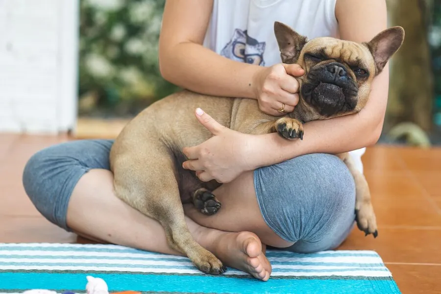 The Ultimate Guide to Holistic Healing for Pets