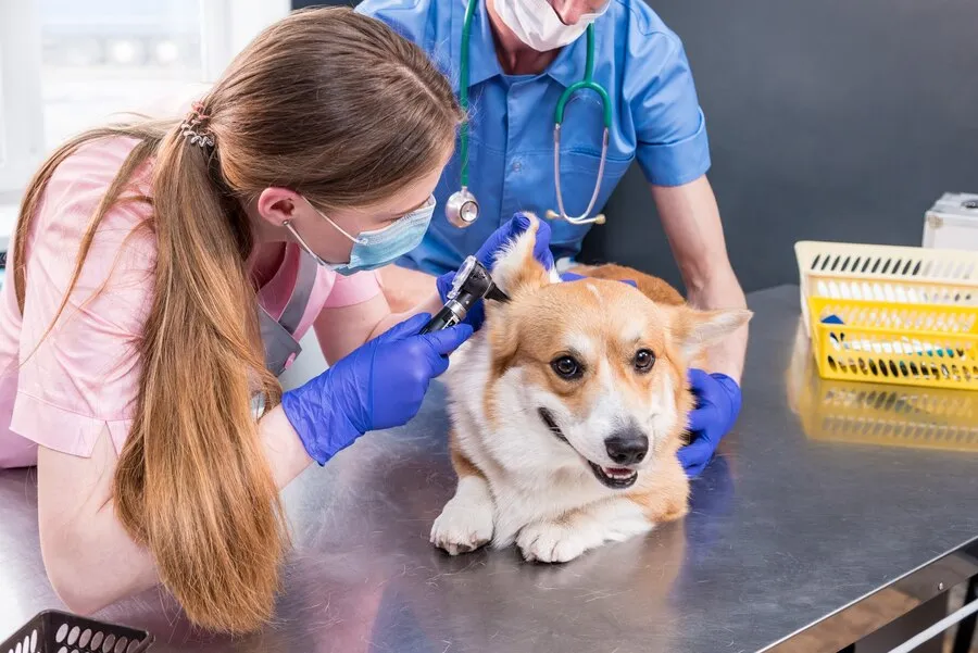 Common Medical Conditions in Dogs & How to Take Care of Them