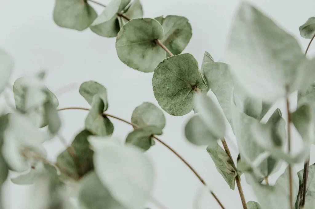 Eucalyptus Sheets