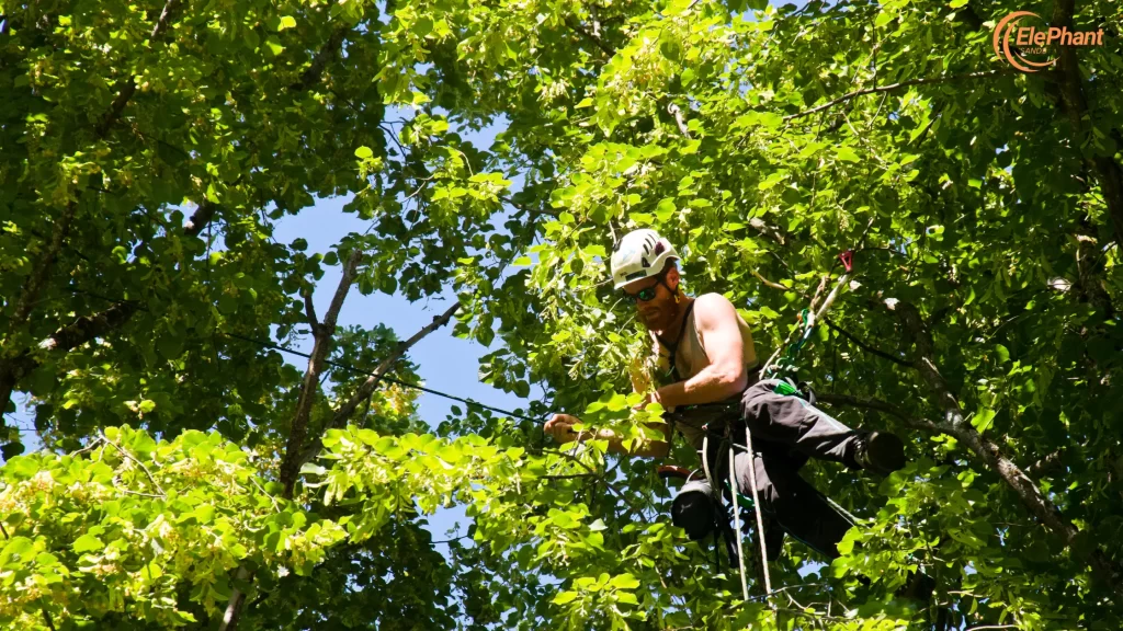 Tree Removal