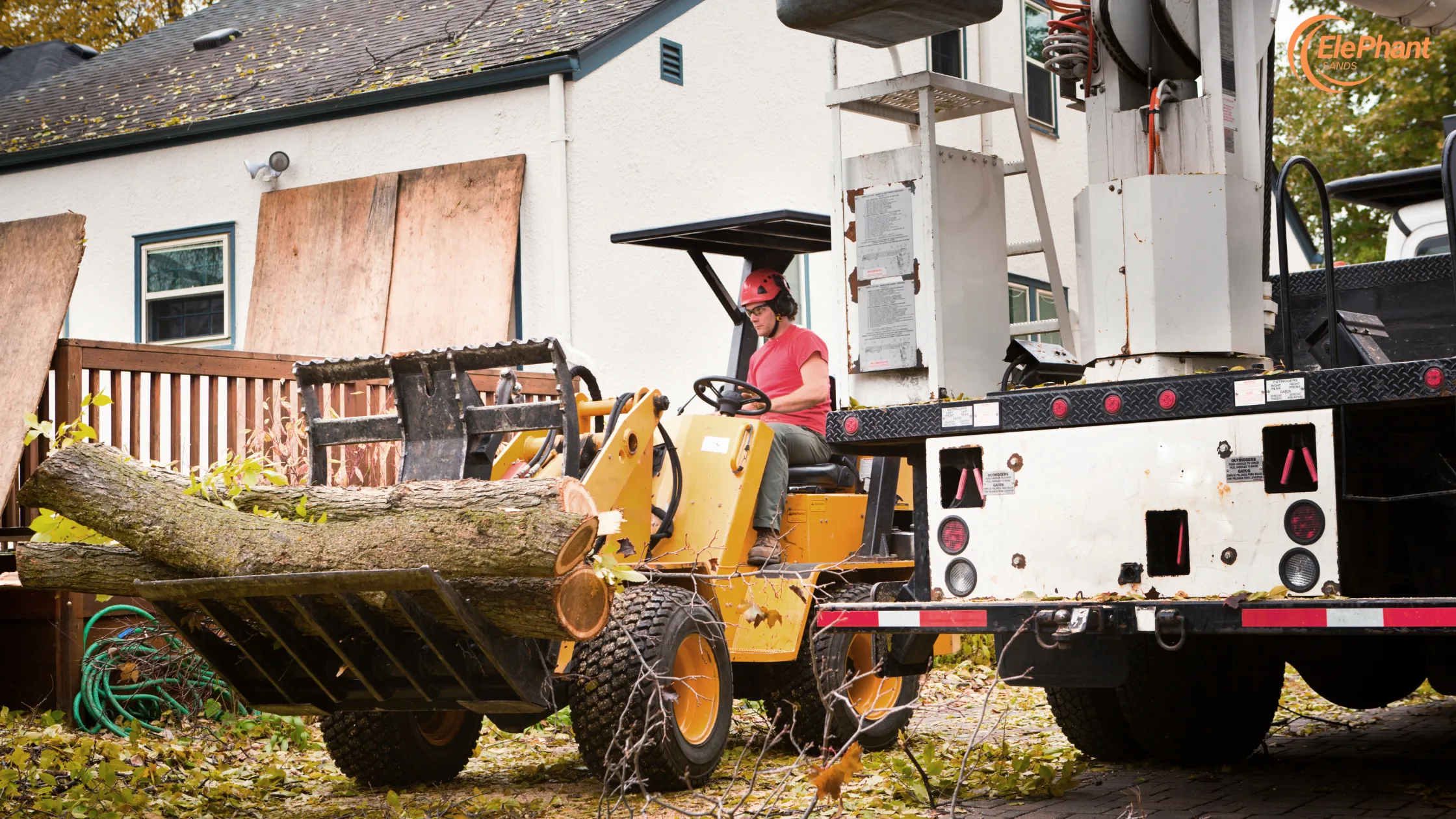 Tree Removal