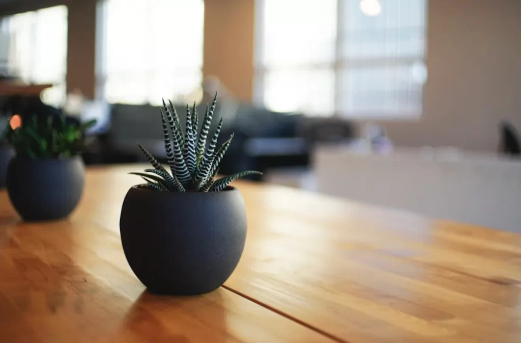 Minimalist succulent plant in a modern living space.