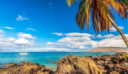 Rocky shoreline view in Kihei under palm trees.