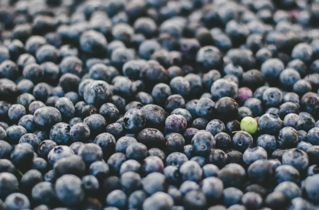 Pile of blueberries, one Keyword berry stands out unripe.