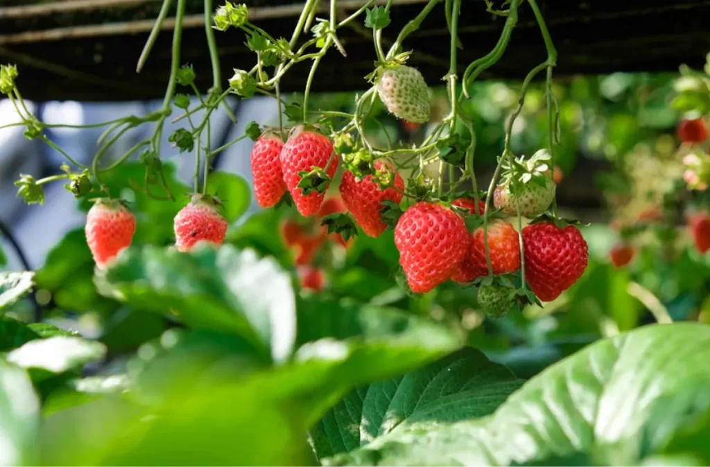 Strawberries hanging from vines, Keyword fresh and ripe.
