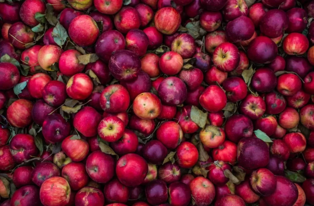 A pile of vibrant red apples with green leaves.