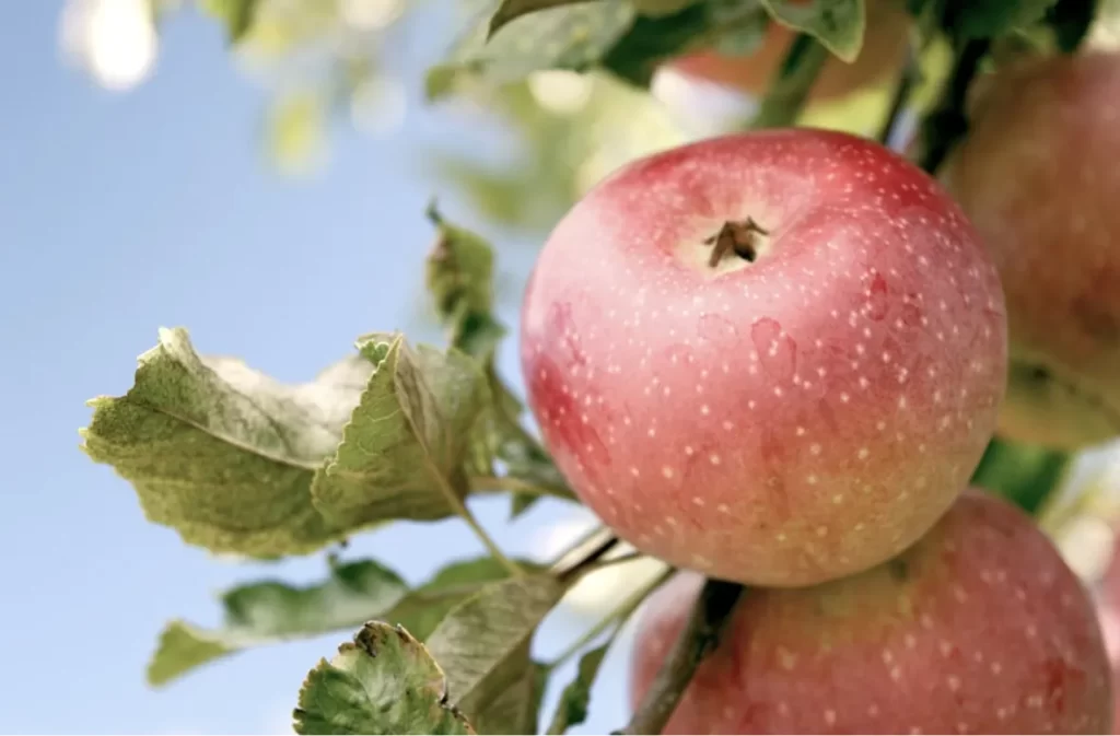 A fresh apple dangling from a verdant tree.
