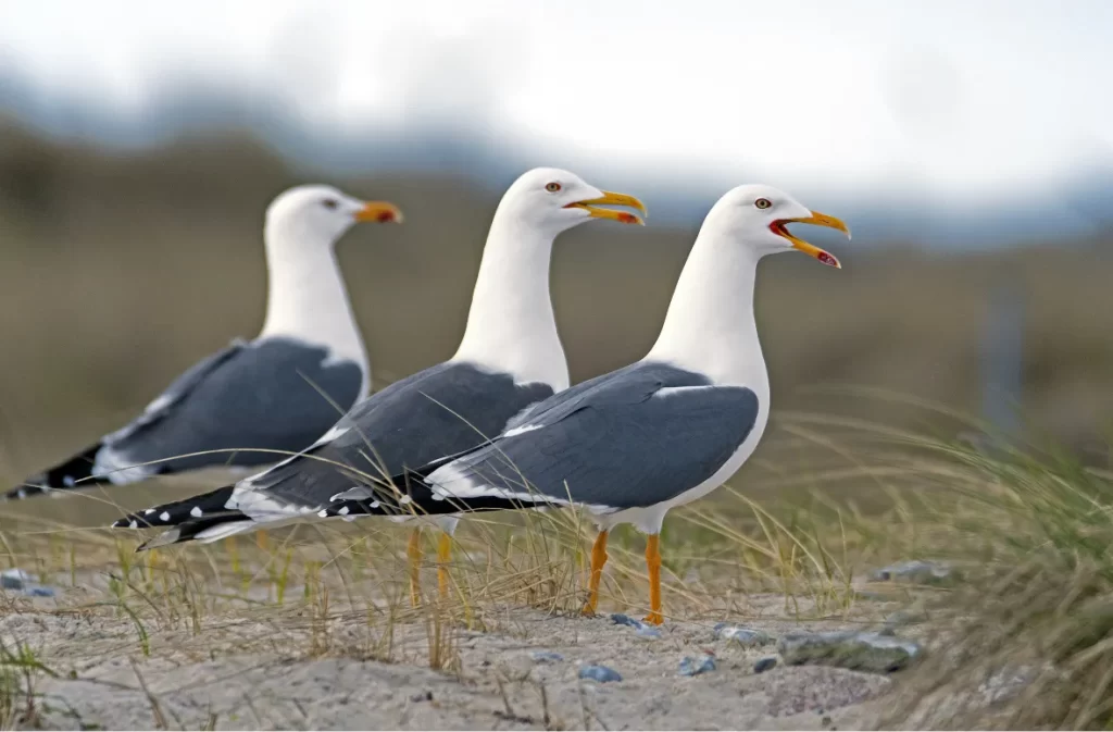 Three gulls on a sandy beach searching for food