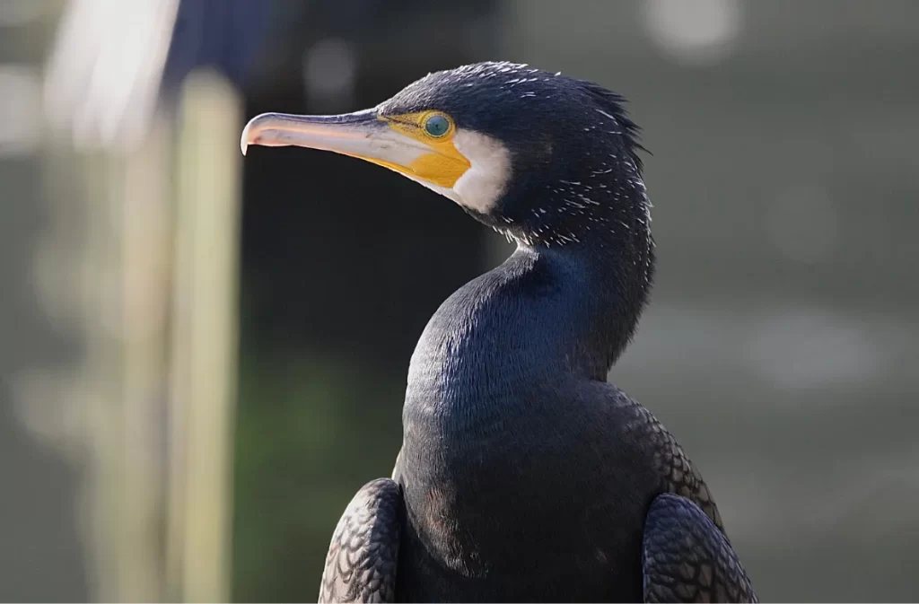 A close-up of a cormorant by the water's edge