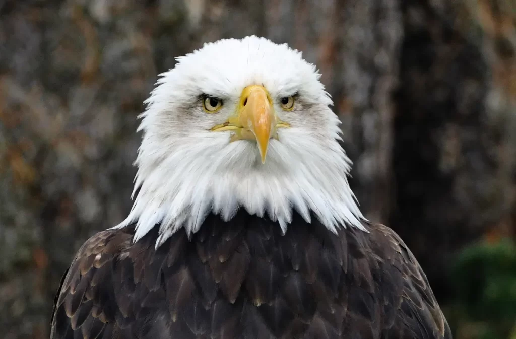 A bald eagle with a piercing gaze in the wild.