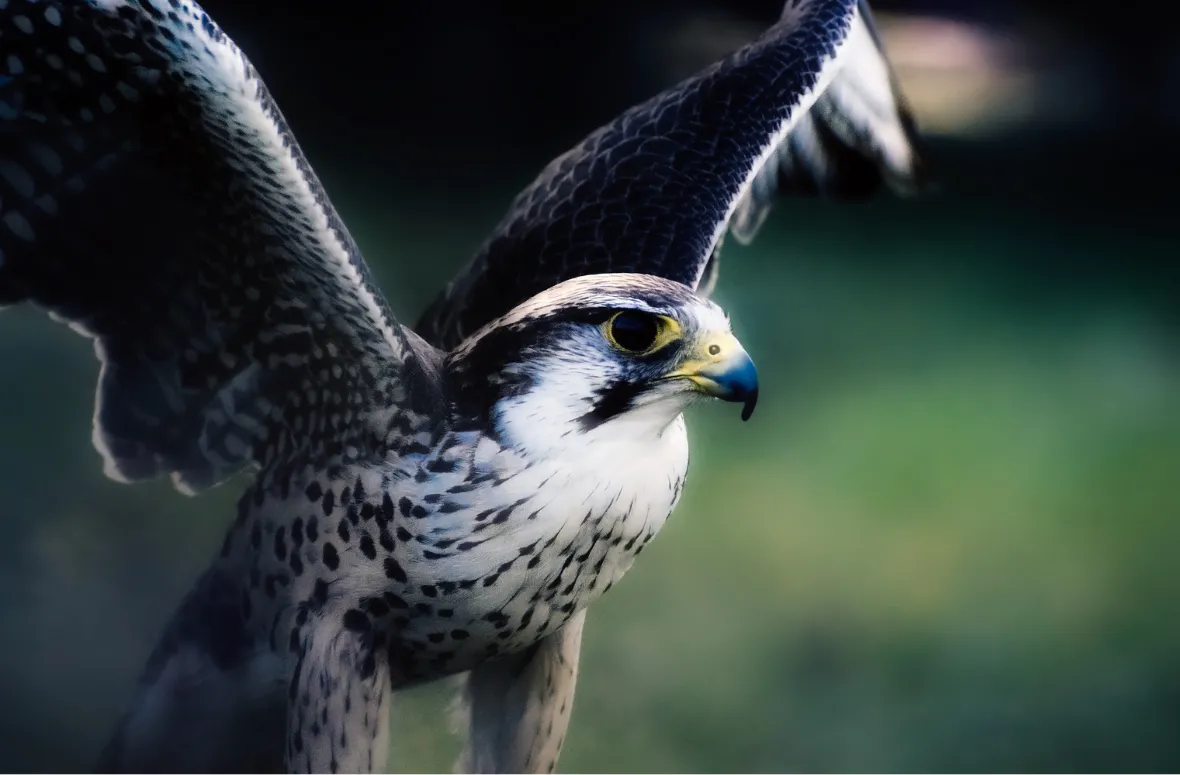 A peregrine falcon spreading its wings in flight