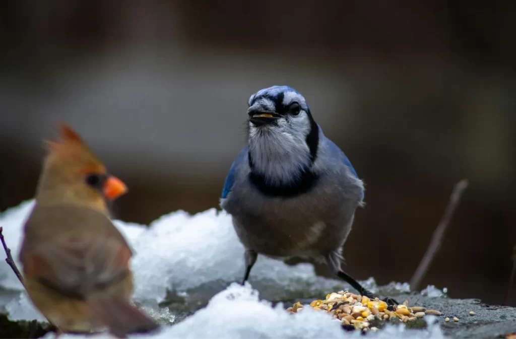 Blue Jay eating seeds on a snowy surface.