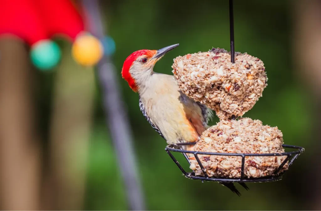 Woodpecker on a feeder filled with seed blocks.