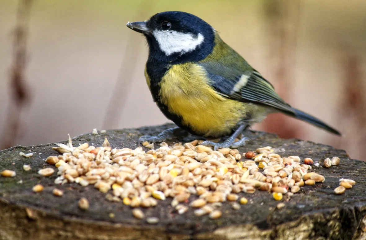 Great Tit bird perched by safflower seeds on a stump.