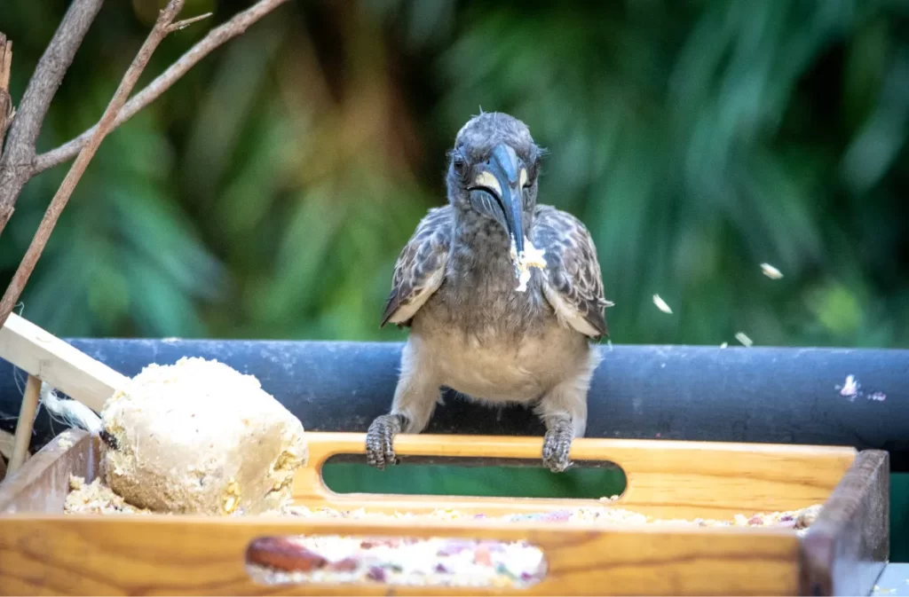 Curious bird pecking at food on a wooden tray feeder.