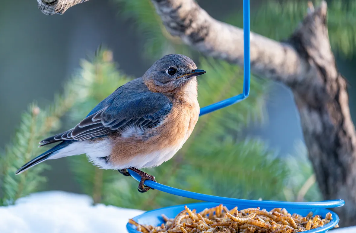 A bluebird perched near a dish of mealworms in a winter setting.