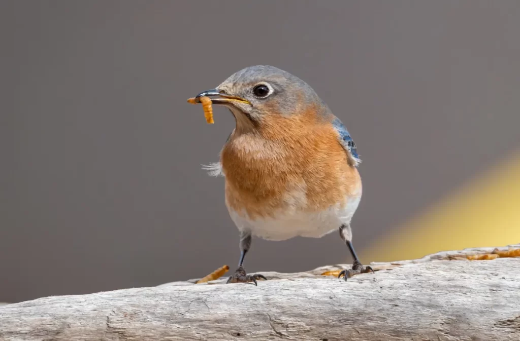 A bluebird holding a mealworm in its beak on a wooden surface.