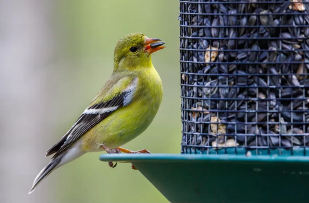 A finch eating seeds near a bird feeder with black seeds.