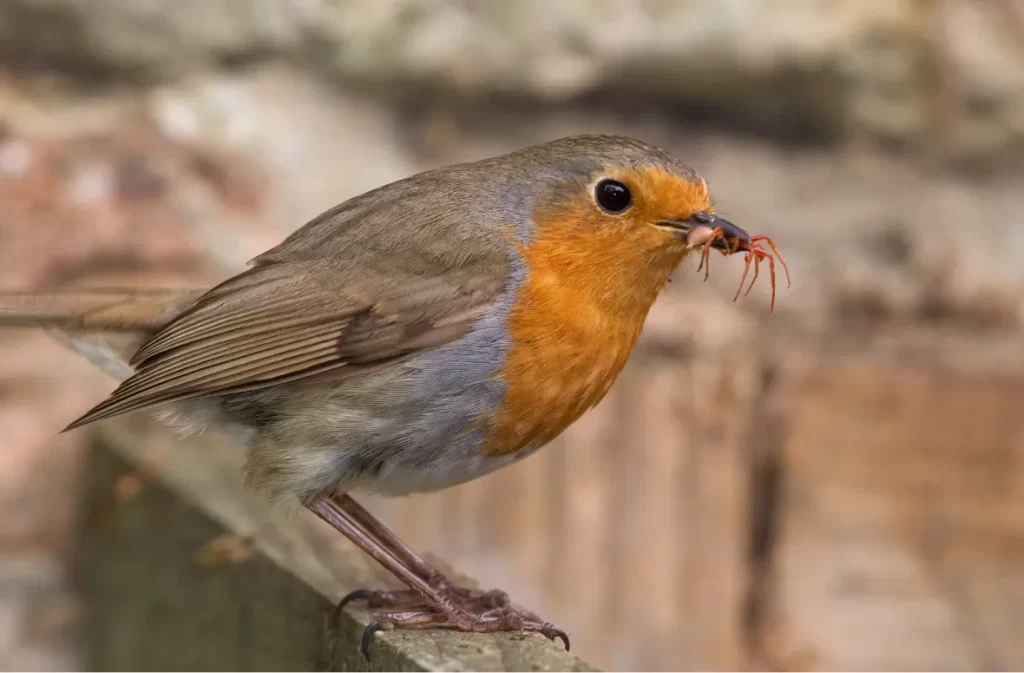 A robin holding an insect mealworm in its beak on a ledge.