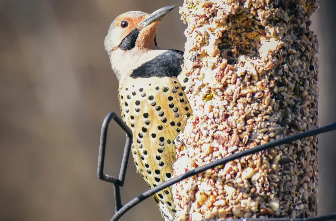 Northern Flicker perched on a suet feeder.