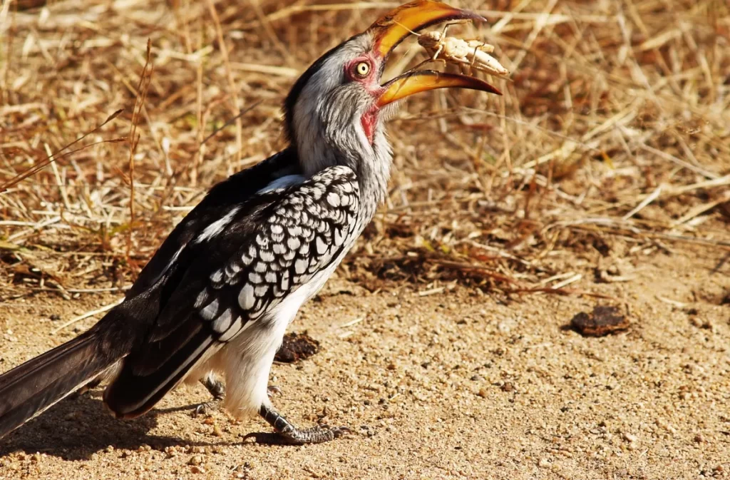 Which Birds Eat Suet: To Suet Feeders For Wild Birds