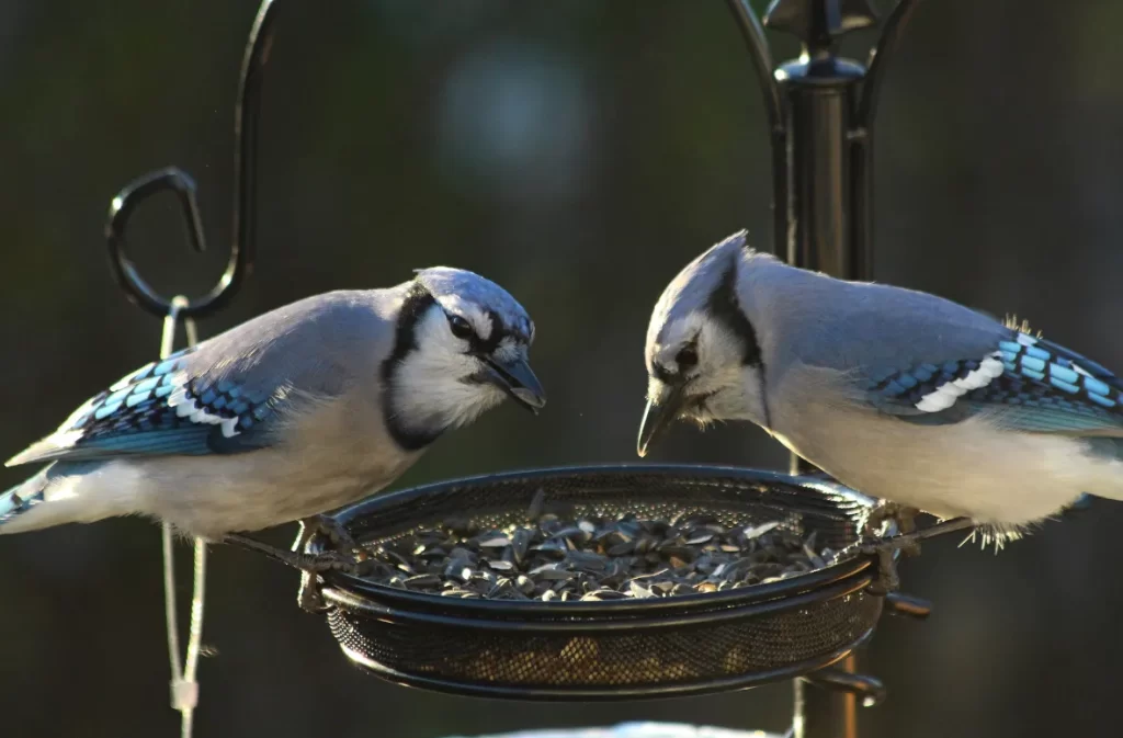 Which Birds Eat Suet: To Suet Feeders For Wild Birds