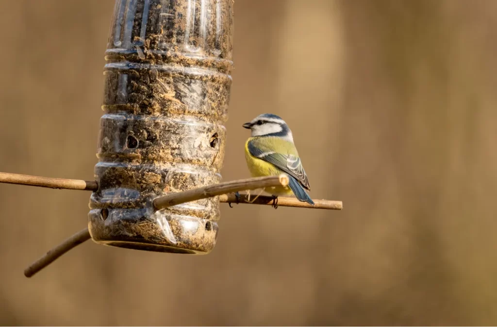 Which Birds Eat Suet: To Suet Feeders For Wild Birds