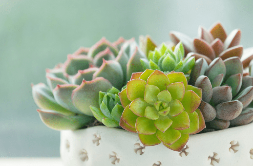 Close-up of vibrant succulents in a decorative white pot.