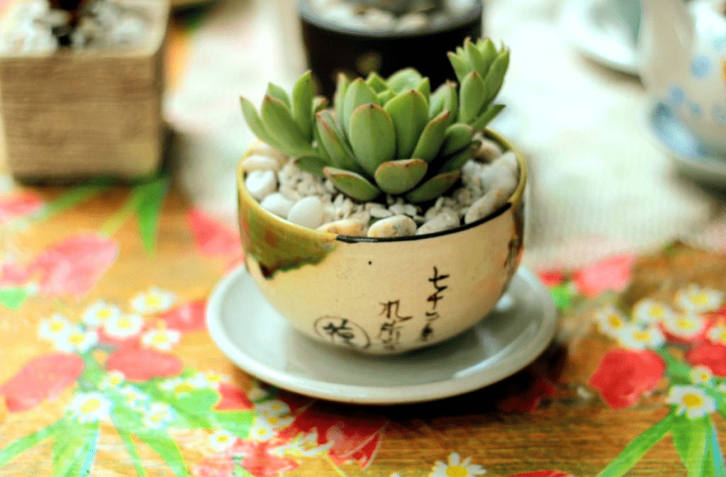 Succulent in a ceramic pot with pebbles on a colorful table