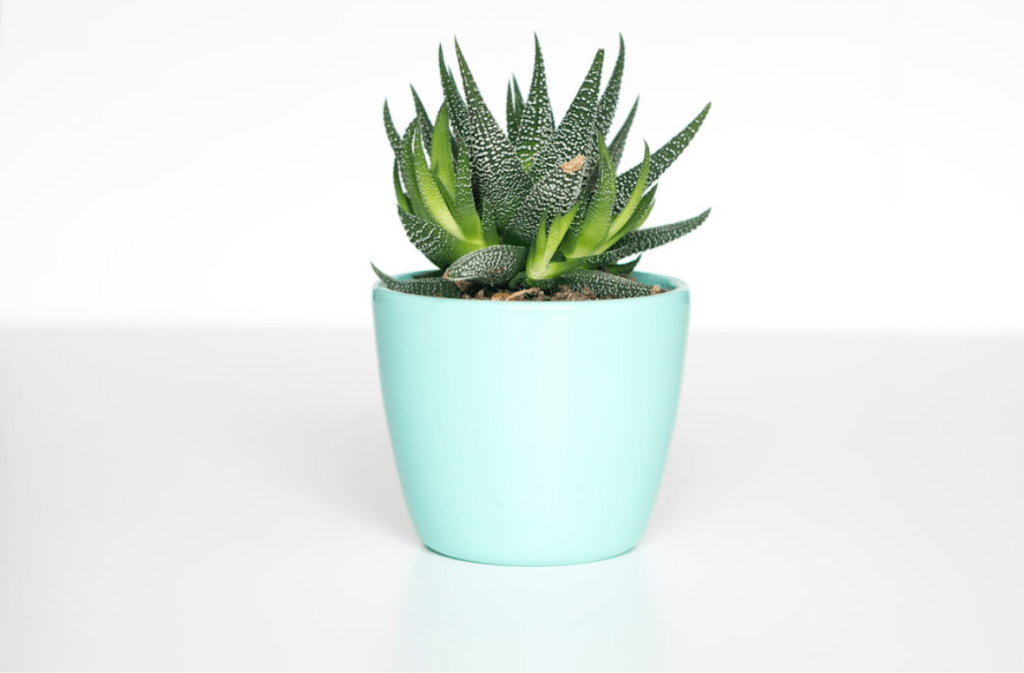 Green succulent in a mint pot on a white background