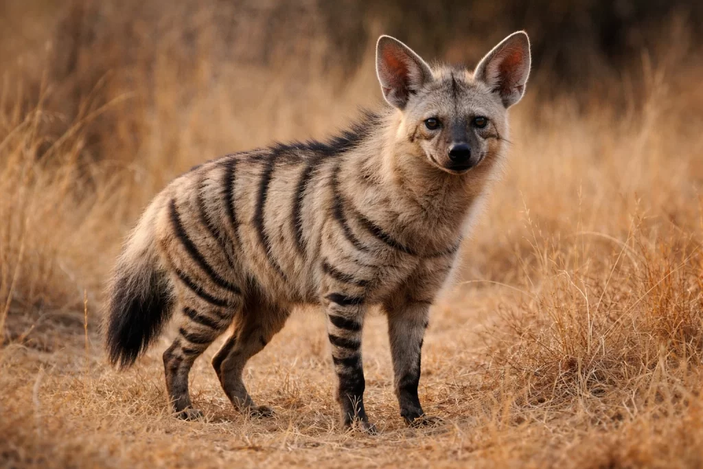 Top 10 Nocturnal Animals in the Kalahari Desert 3 Aardwolf