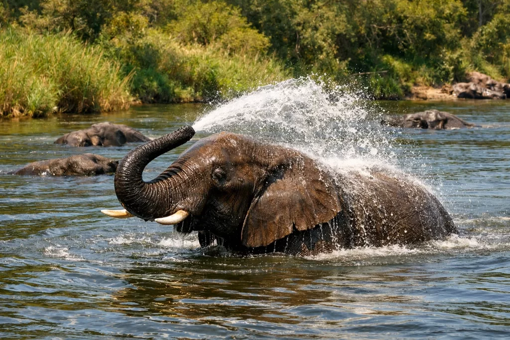 How Do Elephants Cool Their Bodies in Extreme Heat? 5 how do elephants cool their bodies in extreme heat elephant spraying water and swimming to cool down