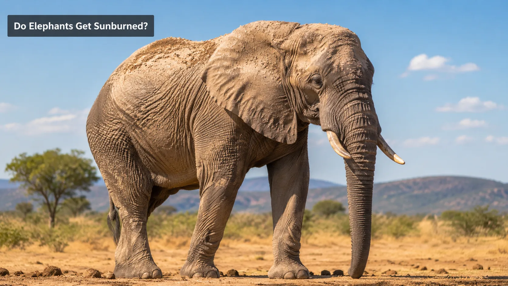Do Elephants Get Sunburned? How They Protect Their Skin Naturally