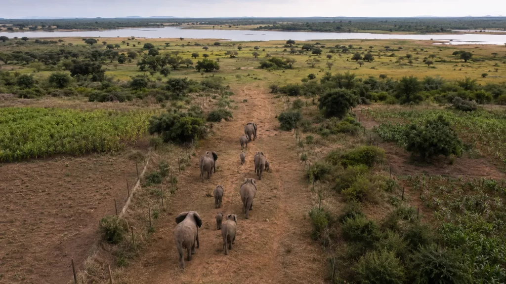 Elephant Corridors The Safe Links Between Habitats