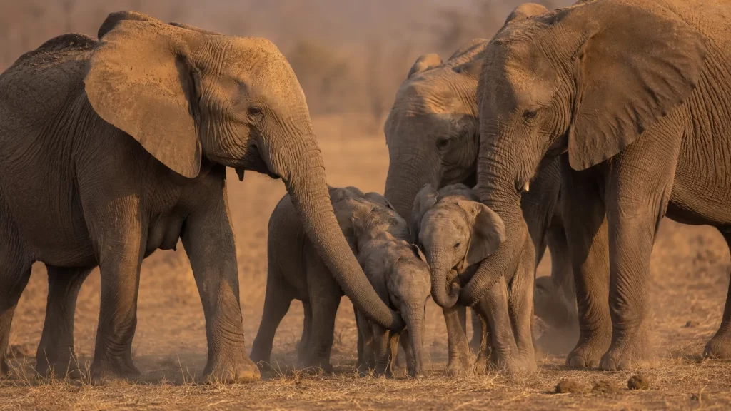 Elephant Herd Structure: Matriarchs, Family Bonds & Social Hierarchy 2 The Core Unit What Is an Elephant Family Group