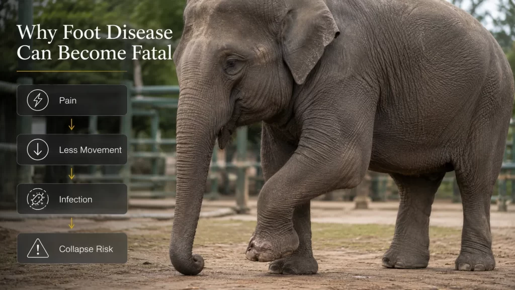 Why Foot Disease Can Become Fatal
